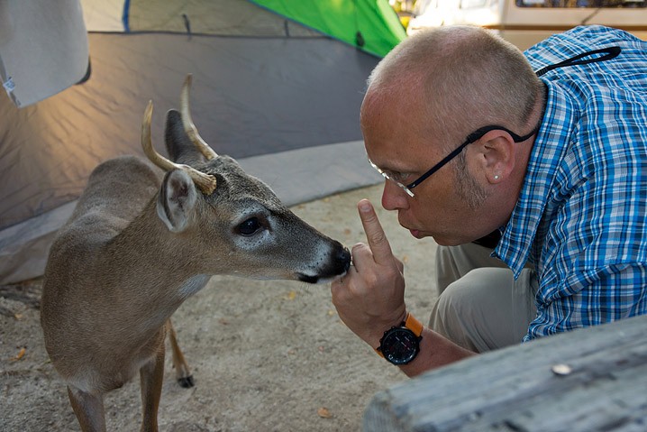 Tourismus Human Impact Key Hirsch Odocoileus virginianus Key Deer